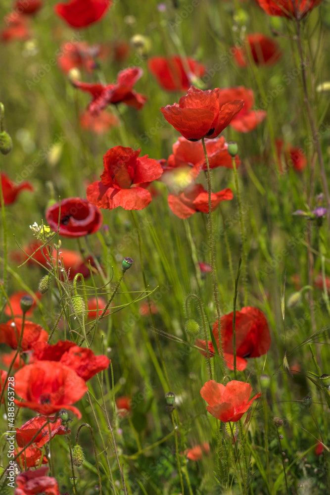 red poppies among the green grass in the summer