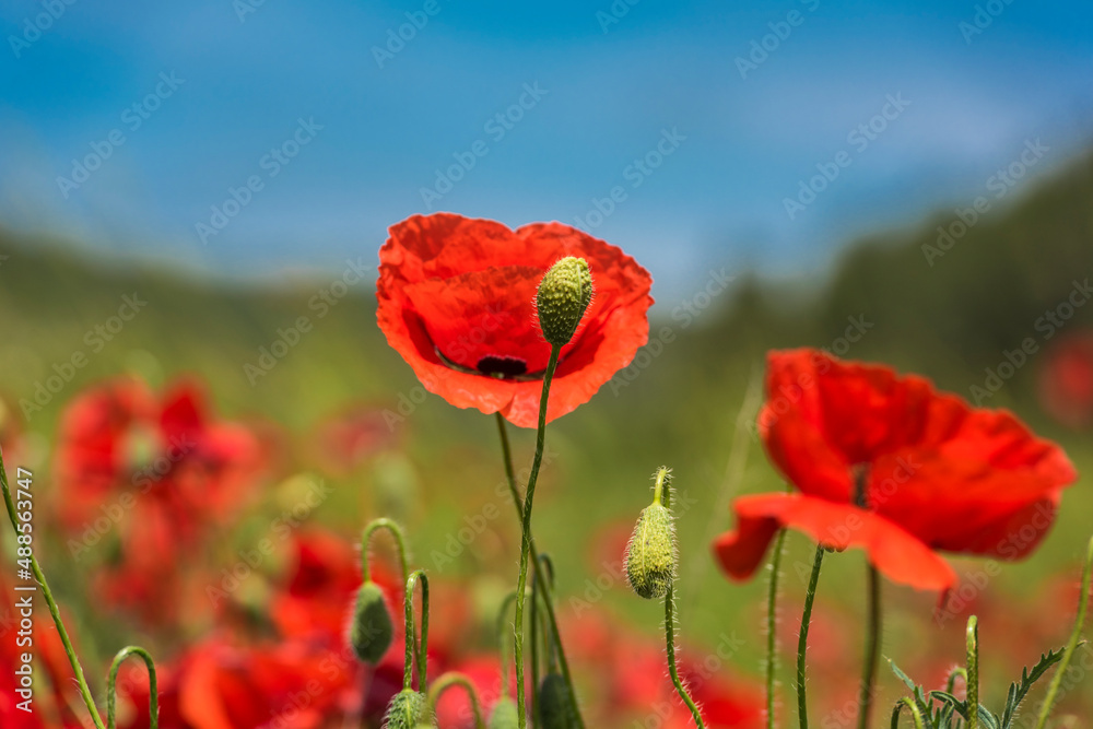 Obraz premium Red poppy flowers in the oil seed rape fields