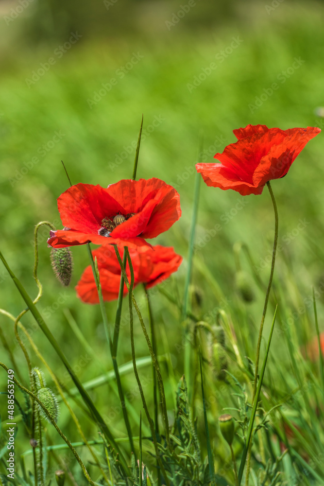 Obraz premium red poppies among the green grass in the summer