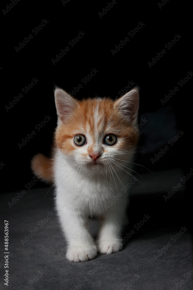 Scottish fold cat sitting on sofa in the house. Orange Kitten on black background.