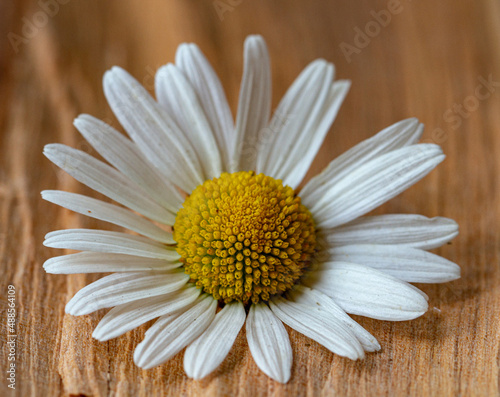 Leucanthemum x superbum 'Becky' Shasta Daisy Flower White photo