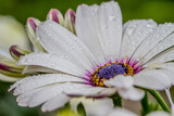 Close up detail of white bloom Osteospermum with water drops. Lovely flower african daisy on macro photo. Natural floral background. 