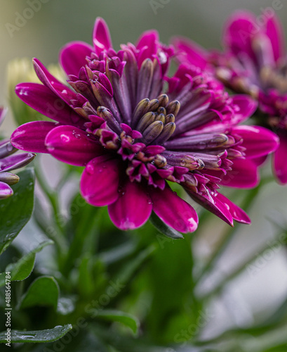 Close up detail of Osteospermum ecklonis flower pink blossom. Summer purple flower in the garden. Afracan daisy. 