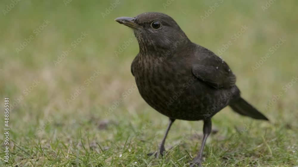 Blackbird Bird Feeding Rain Slow Motion Weather Nature Animal Wildlife Blackbird Bird Feeding Rain Slow Motion Weather Nature Animal Wildlife