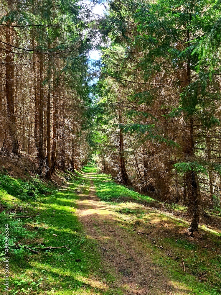 Obraz premium Waldweg