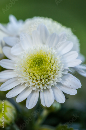 close up detail of White chrysanthemum flowers or Dahlia flower. Macro photo detail. 