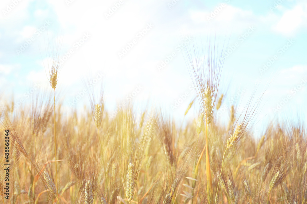 Wheat field in the sunlight.
Rye in the sunlight.
world stocks of wheat.