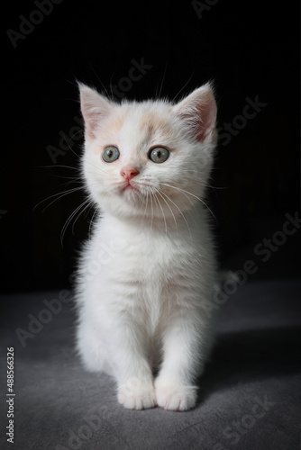 Scottish fold cat sitting on black background. White Kitten on sofa in house. © witsawat