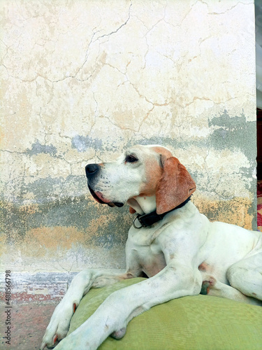 Streetdog lies on pillow infront of a wall