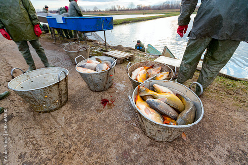 Obraz na plátne Commercial freshwater carp fish in a bucket prepare for sale