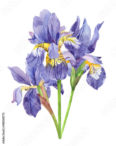 Watercolor hand painted iris plant flowers. Watercolor illustrations isolated on white background, aromatherapy, essential oils