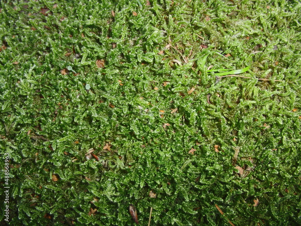 green grass background