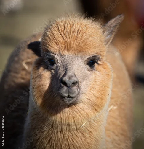 Fototapeta samoprzylepna Alpaka