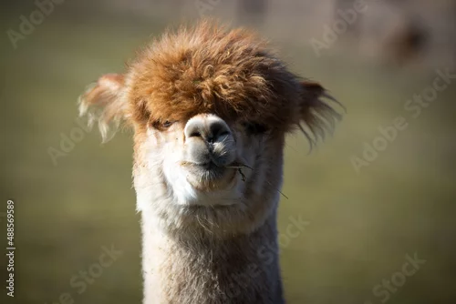Fototapeta samoprzylepna Alpaka
