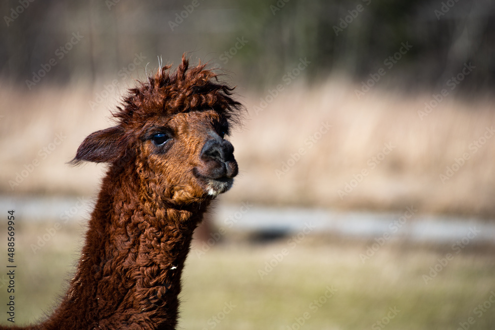 Obraz premium Alpaka