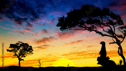 Desert landscape with a beautiful sunset and a silhouette of a meerkat sitting on a tree. Desert at sunset.