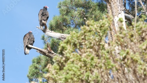 Turkey vulture, pine tree branch, scavenger carnivorous buzzard waiting or hunting. Bald red head of birds of prey. Predator, who feeding carrion like griffon. Point Lobos wildlife, California USA. photo