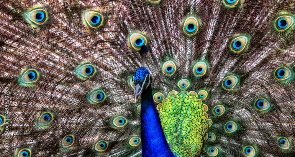 Obraz premium peacock feather closeup