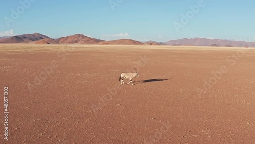 Aerial drone footage of a single oryx antilope walking in the desert in Namibia photo