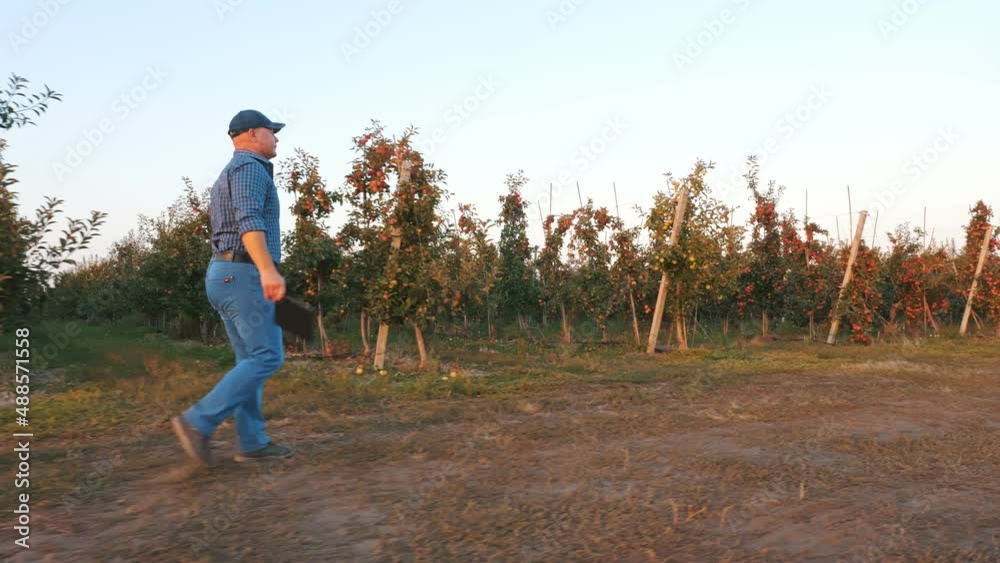 apple harvesting. farmer with tablet. farmer, agronomist, with digital tablet in his hands, is walking through ripe apple tree rows, in apple orchard, at sunset. side view. apple harvesting. farmer with tablet. farmer, agronomist, with digital tablet in his hands, is walking through ripe apple tree rows, in apple orchard, at sunset. side view.