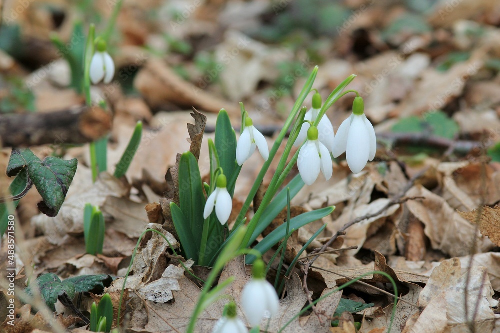 White Galanthus in the spring forest White Galanthus in the spring forest