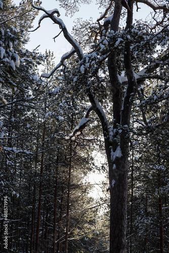 trees in winter