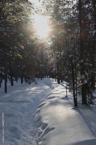 road in forest