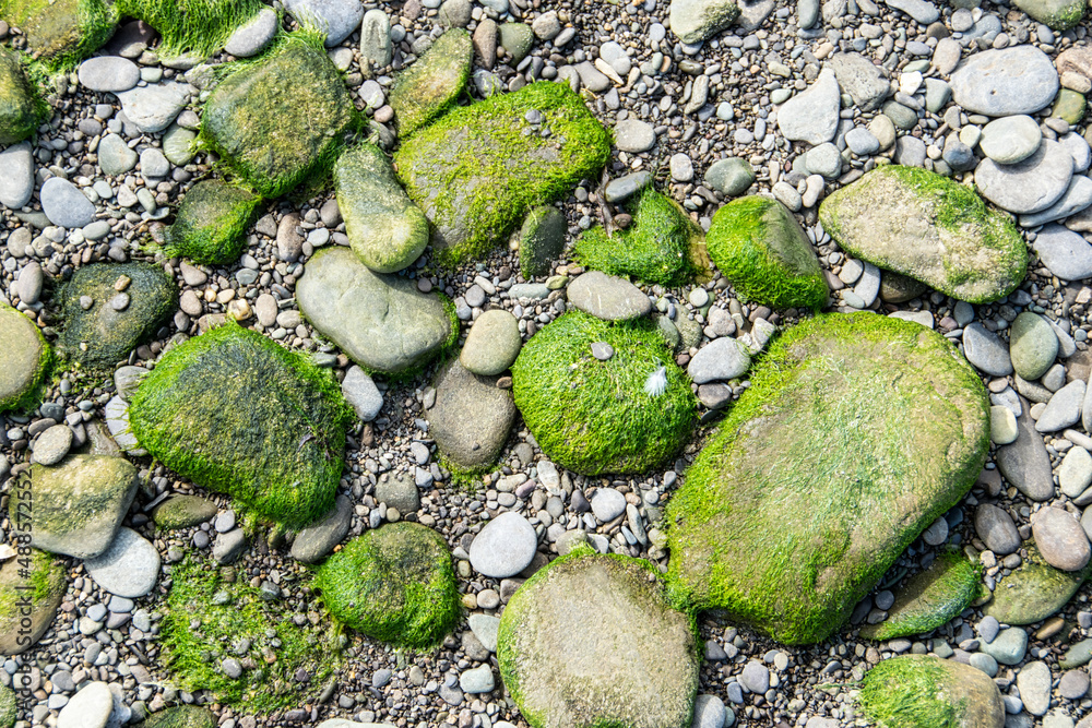 Grün überwachsene Steine an einem Steinstrand in Irland