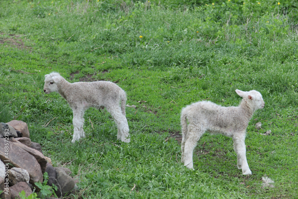 Fototapeta premium two lambs