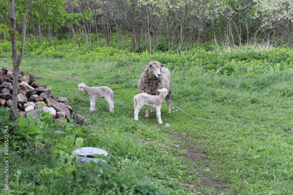 Fototapeta premium sheep on a meadow