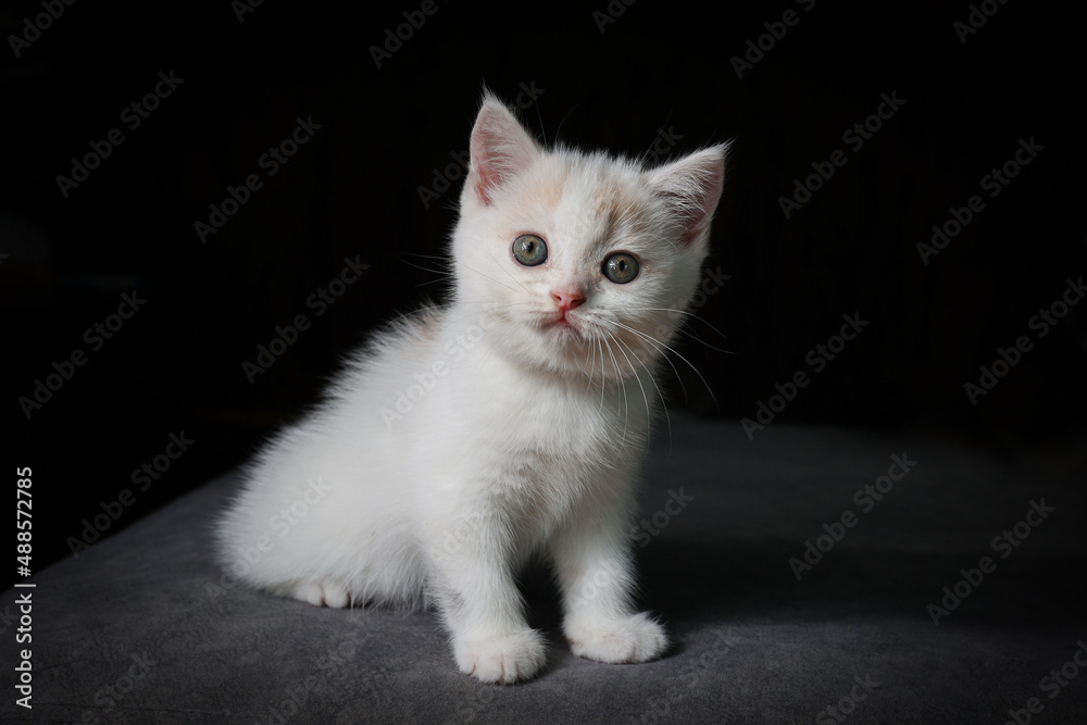 Scottish fold cat sitting on black background. White Kitten on sofa in house.