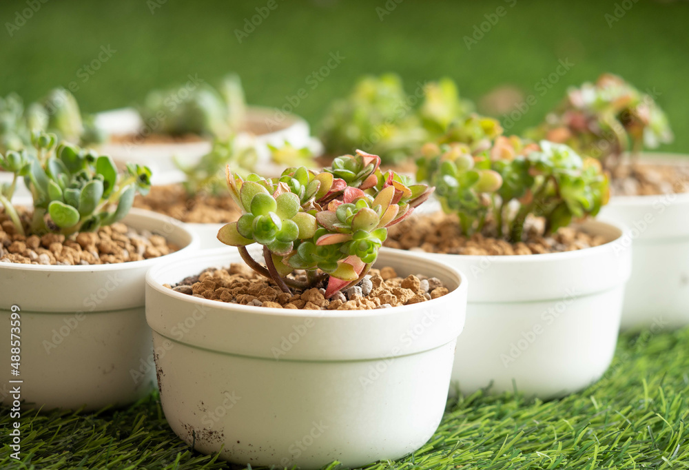succulent in a white pot, succulent in a white pot,