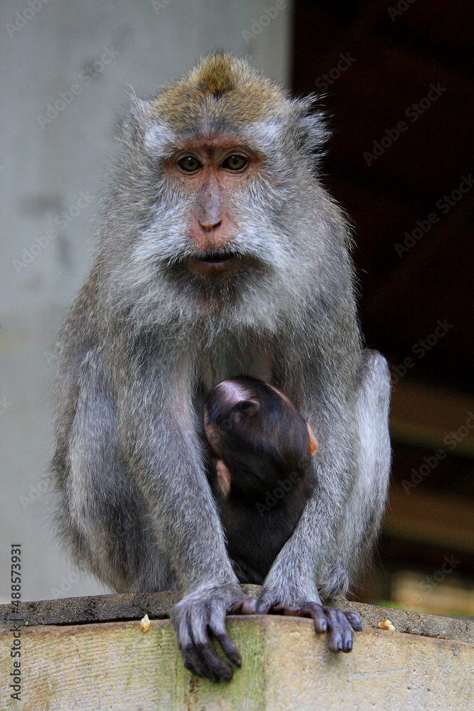 Naklejka premium Monkey