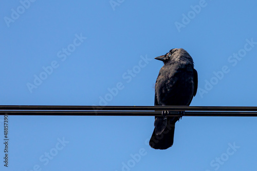 The western jackdaw perched on electric cable line with blue sky, Coloeus monedula also known as the Eurasian jackdaw in its natural habitat, A passerine bird in the crow family, Living out naturally. © Sarawut