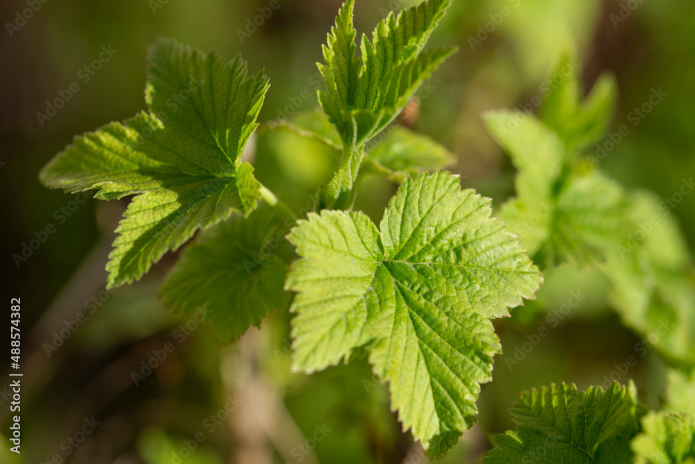 Young green leaves of currant. Currant bush.Close-up. The concept of spring Young green leaves of currant. Currant bush.Close-up. The concept of spring