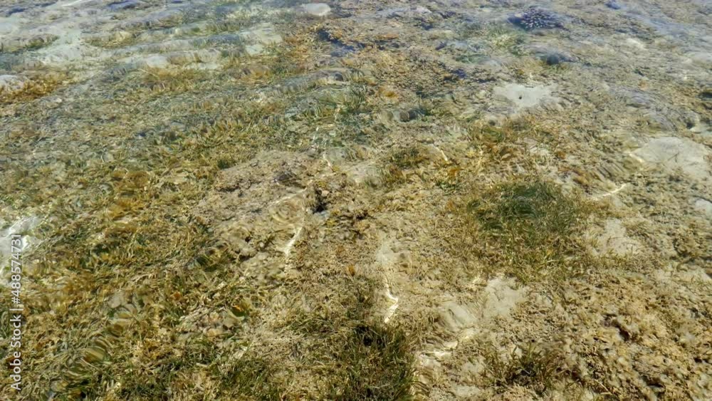 low tide. sea bottom. dead reef. close-up. a dead reef covered with algae. the bottom of the red sea near the coast, at low tide. low tide. sea bottom. dead reef. close-up. a dead reef covered with algae. the bottom of the red sea near the coast, at low tide.