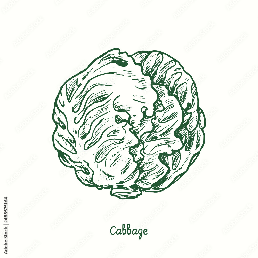 Cabbage. Ink black and white doodle drawing in woodcut style Cabbage. Ink black and white doodle drawing in woodcut style