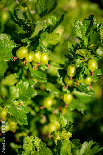 Fresh ripe organic gooseberries grow in the green garden
