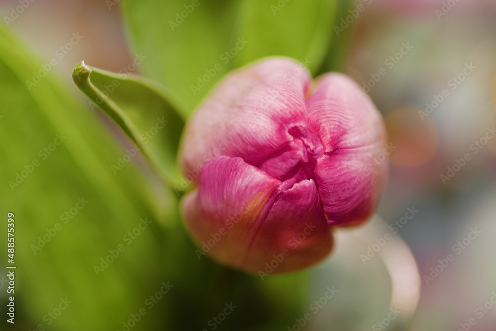 Pink Tulip early blooming