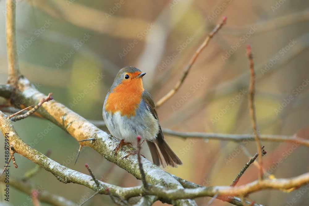 Robin (Erithacus rubecula) on the branch