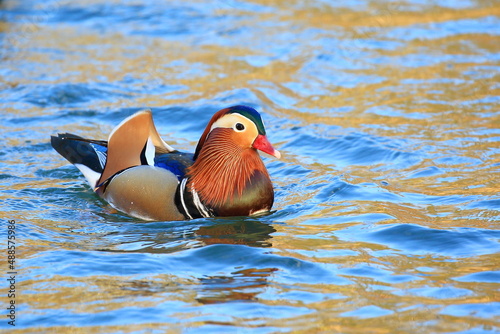 Mandarin duck male (Aix galericulata) on the lake