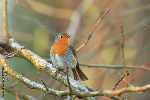 Robin (Erithacus rubecula) on the branch