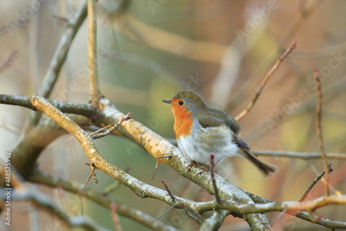 Robin (Erithacus rubecula) on the branch