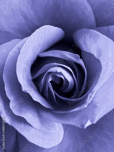 Close-up of rose in trendy purple color. Color of year 2022, very peri. Lavender rosebud