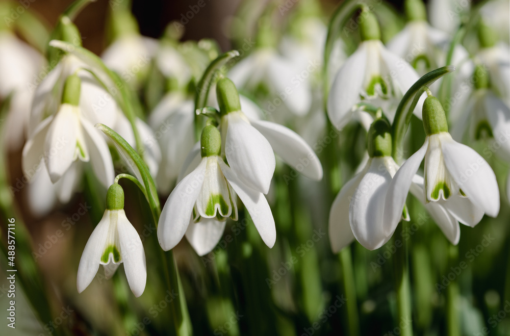 White snowdrops grow in the field in spring in cold February White snowdrops grow in the field in spring in cold February