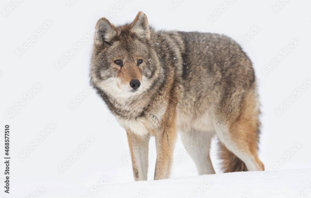 A coyote isolated on white background 