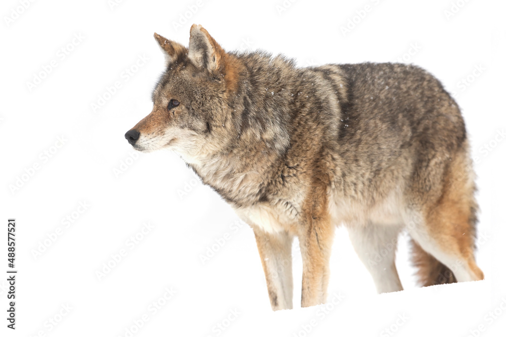Coyote isolated on white background	