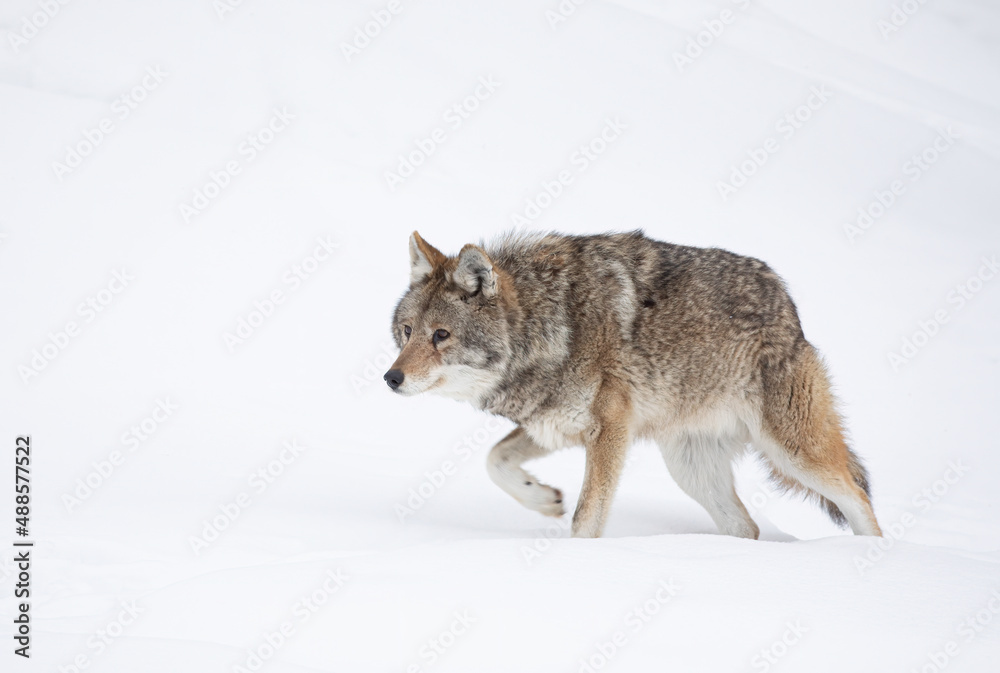A lone coyote (Canis latrans) isolated on white background walking and hunting in the winter snow in Canada