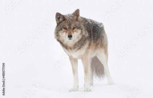 Coyote isolated on white background  © Jim Cumming