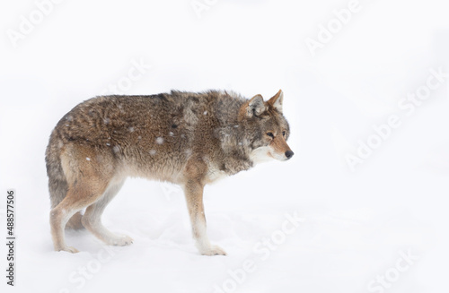 A lone coyote  Canis latrans  isolated on white background walking and hunting in the winter snow in Canada